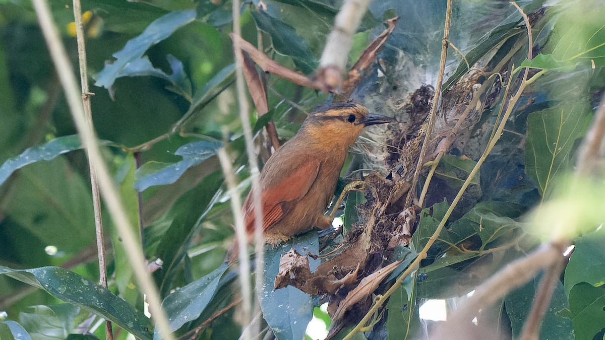 Buff-fronted Foliage-gleaner - ML645641259