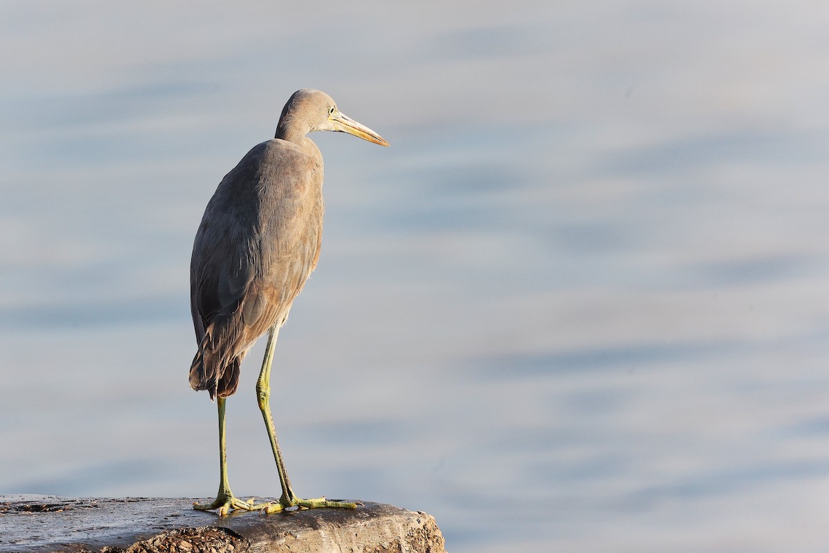 Aigrette à gorge blanche - ML645641260