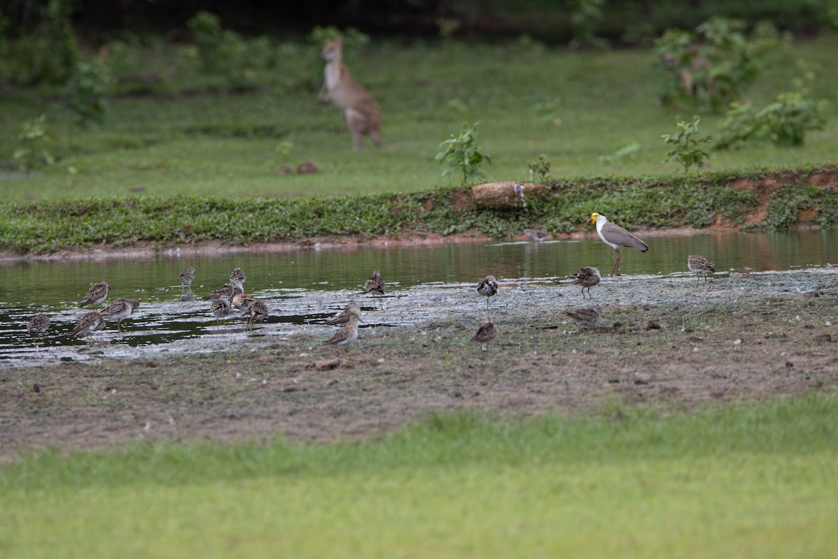Sharp-tailed Sandpiper - ML645641263