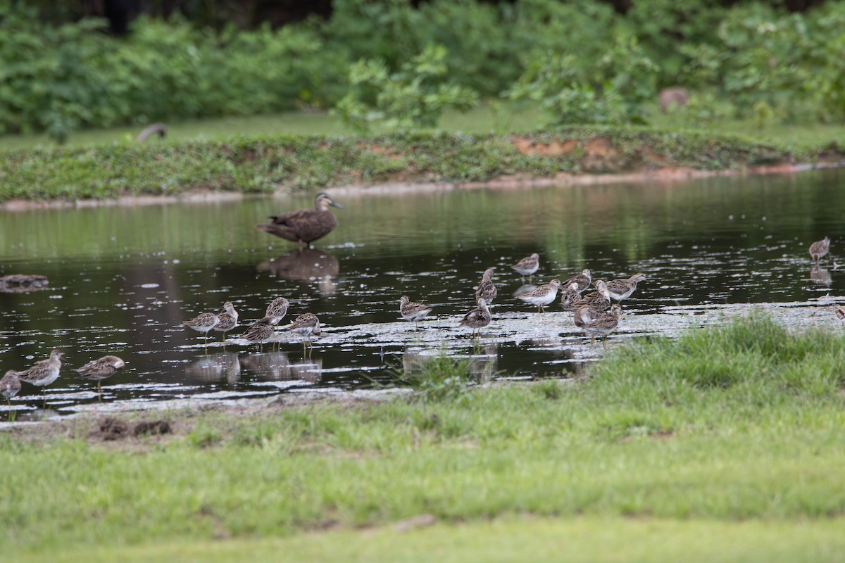 Sharp-tailed Sandpiper - ML645641267