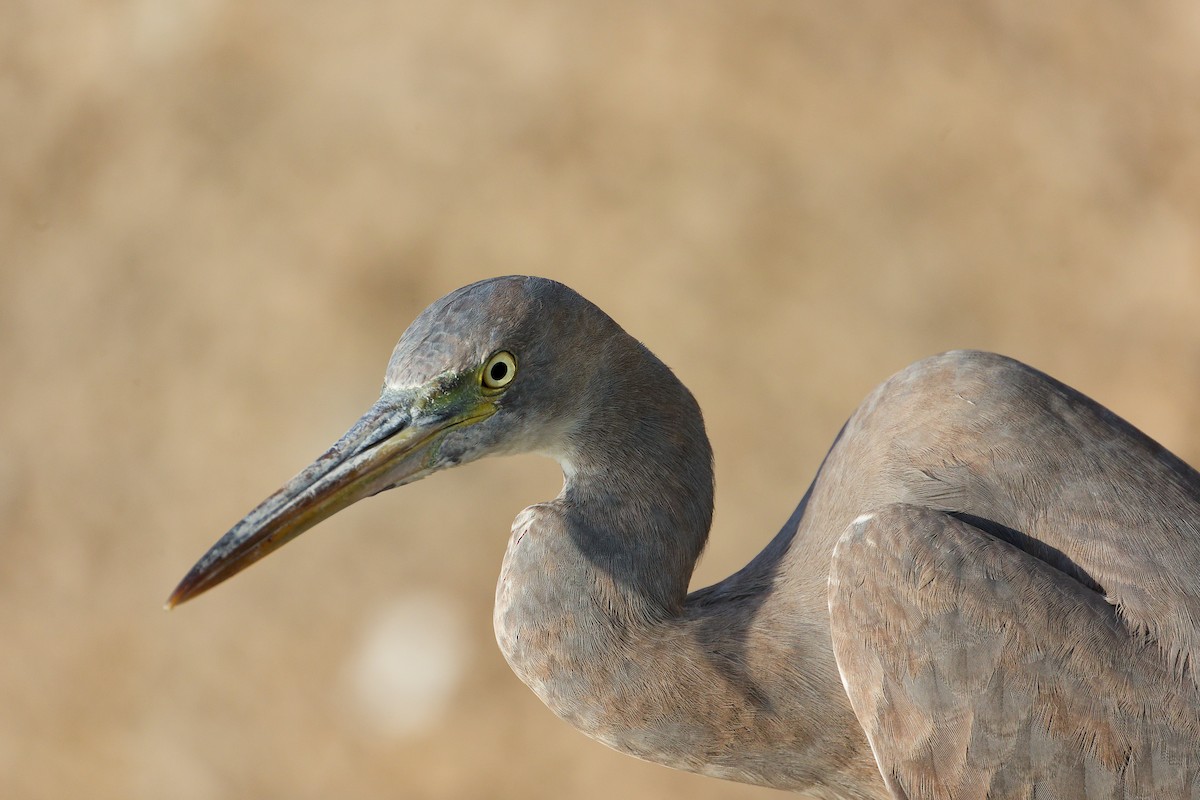 Aigrette à gorge blanche - ML645641285