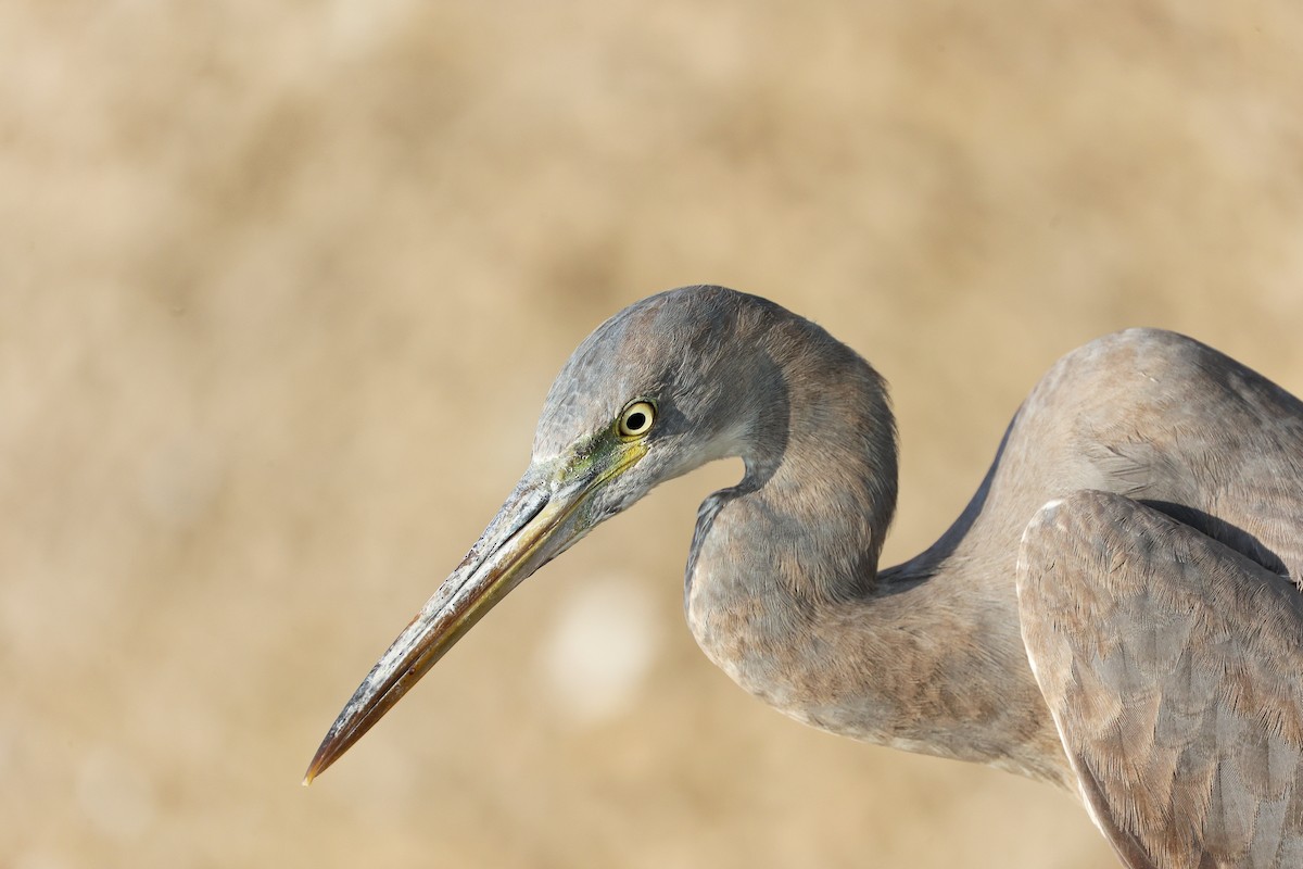 Aigrette à gorge blanche - ML645641286