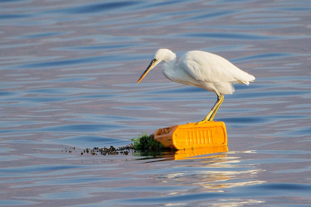 Aigrette à gorge blanche - ML645641288