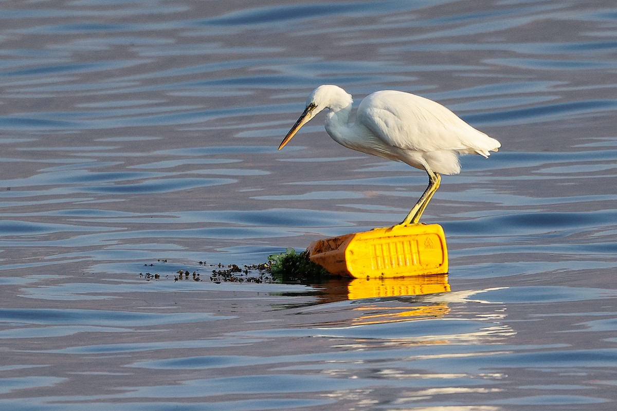 Aigrette à gorge blanche - ML645641289