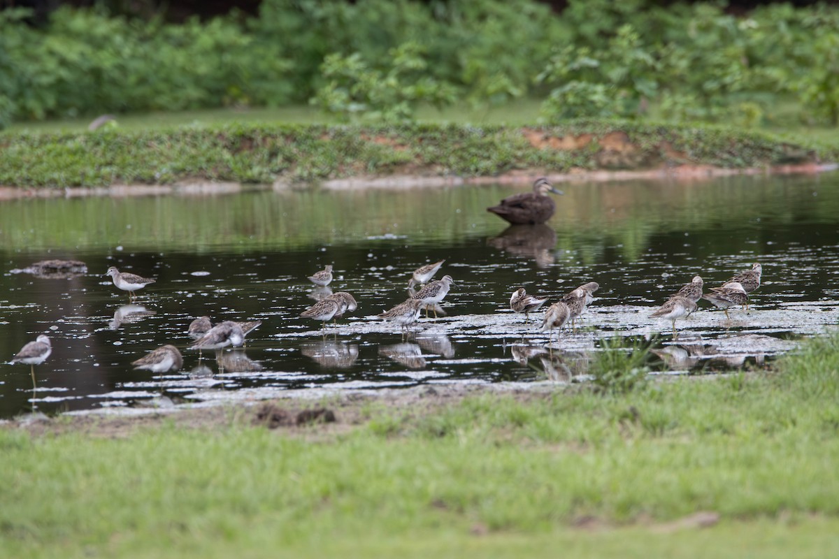 vodouš bahenní - ML645641290
