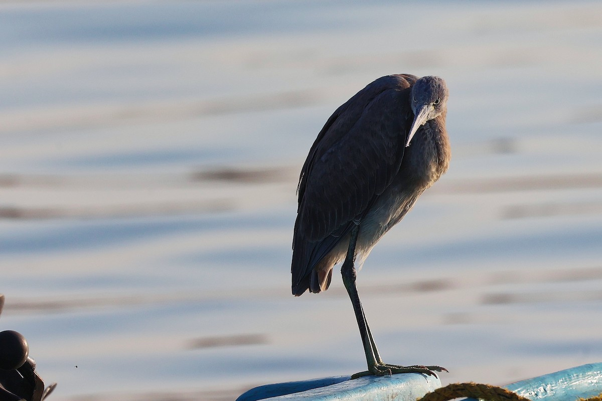Aigrette à gorge blanche - ML645641292