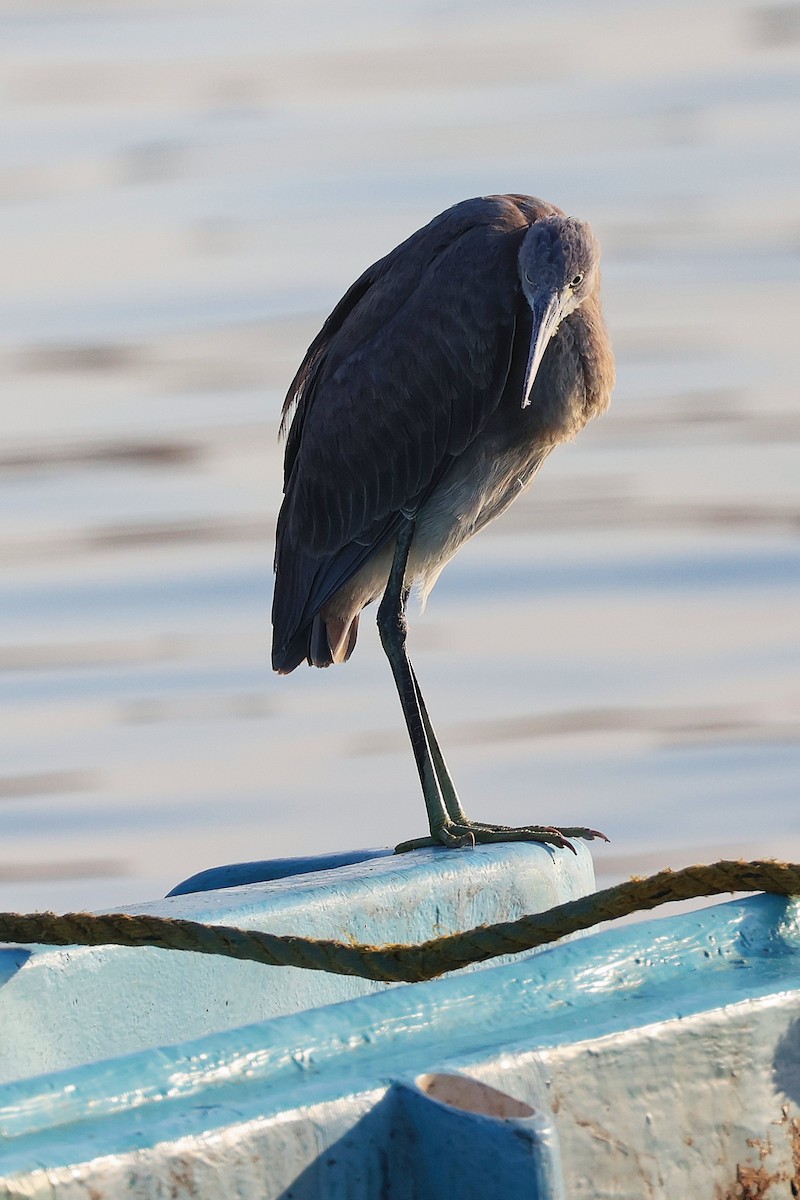 Aigrette à gorge blanche - ML645641293