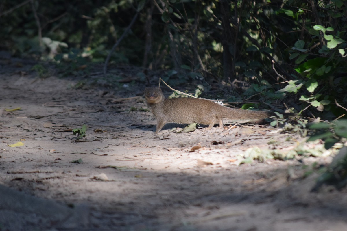 Asian Mongooses - ML645641295