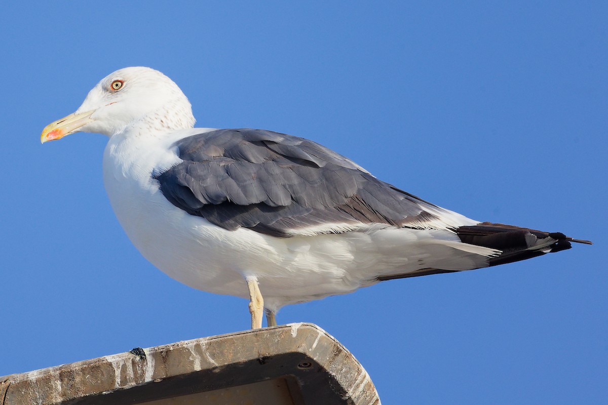 Kaio iluna - ML645641301