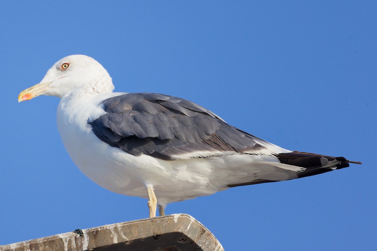 Kaio iluna - ML645641302