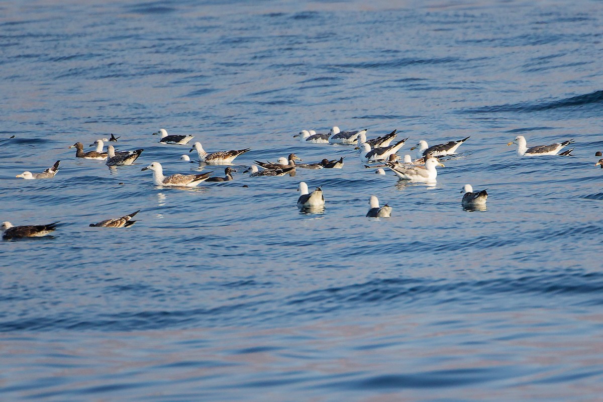 Kaio iluna - ML645641303