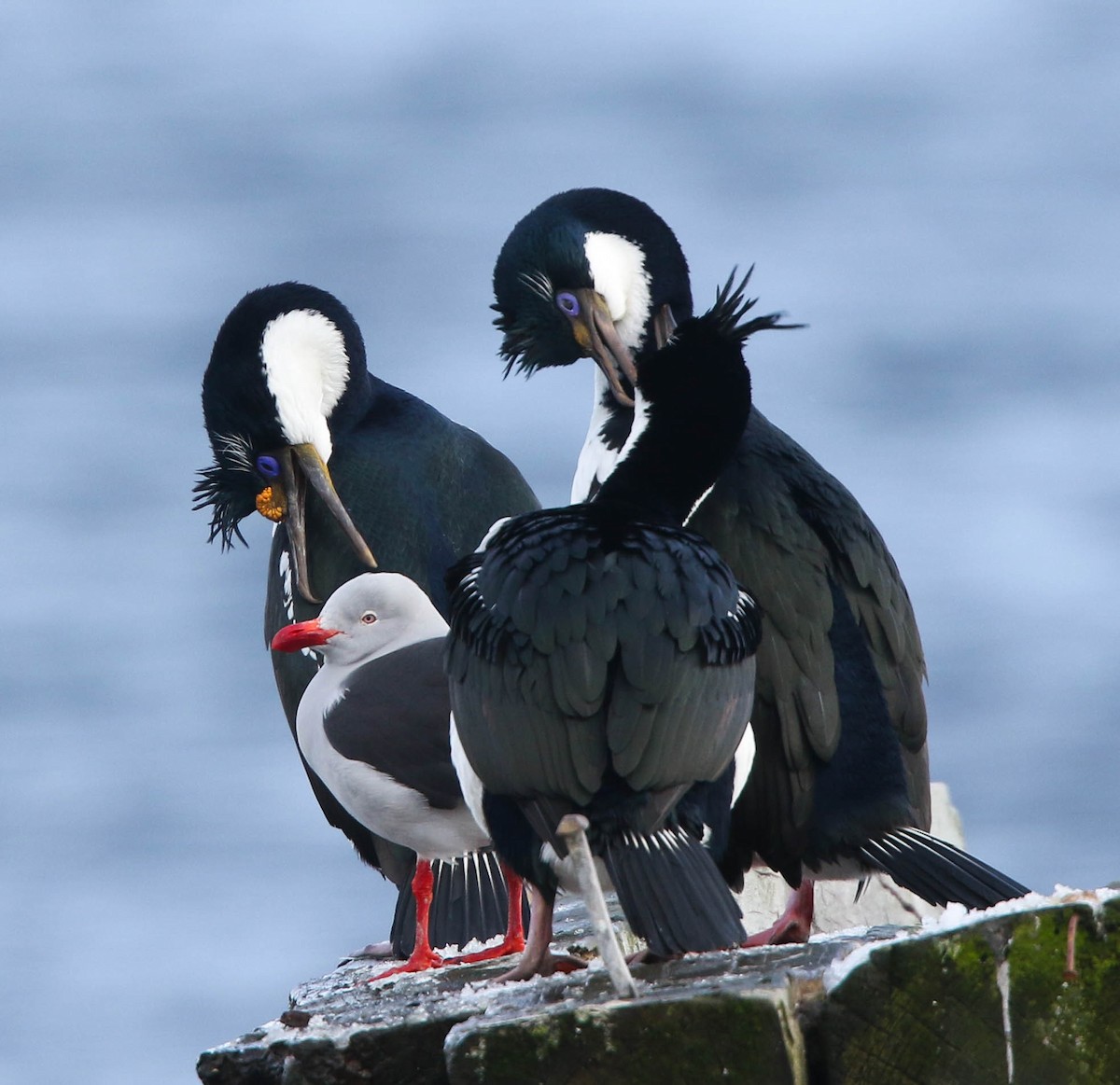 Imperial Cormorant - ML645641306