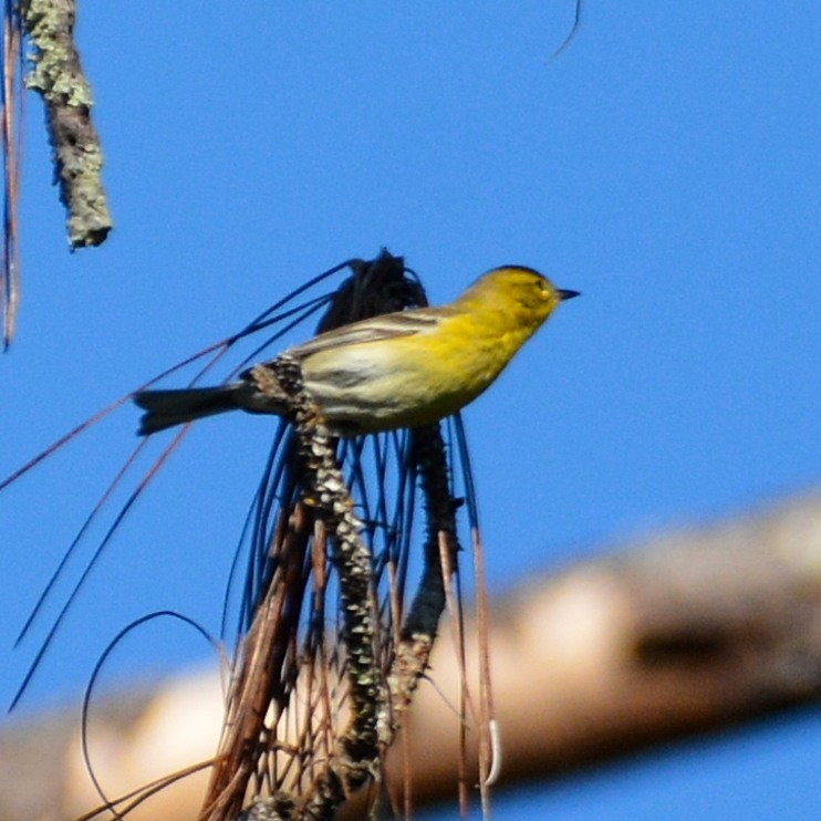 Pine Warbler - ML645641307