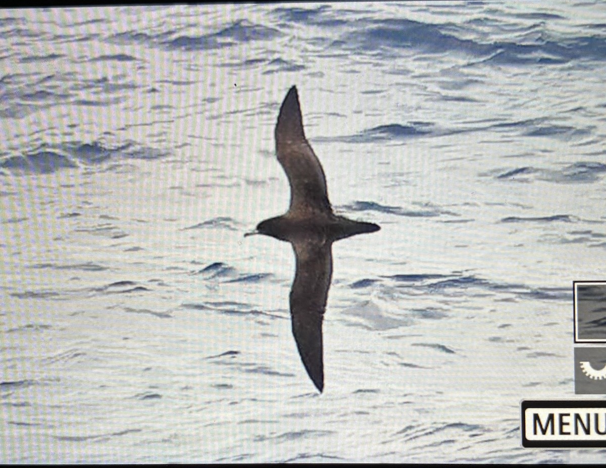 Soluk Gagalı Yelkovan - ML645641308