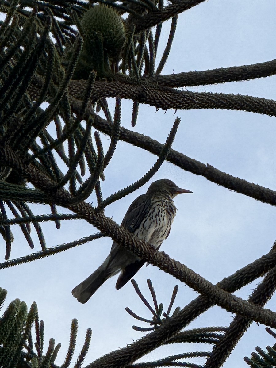 Olive-backed Oriole - ML645641311