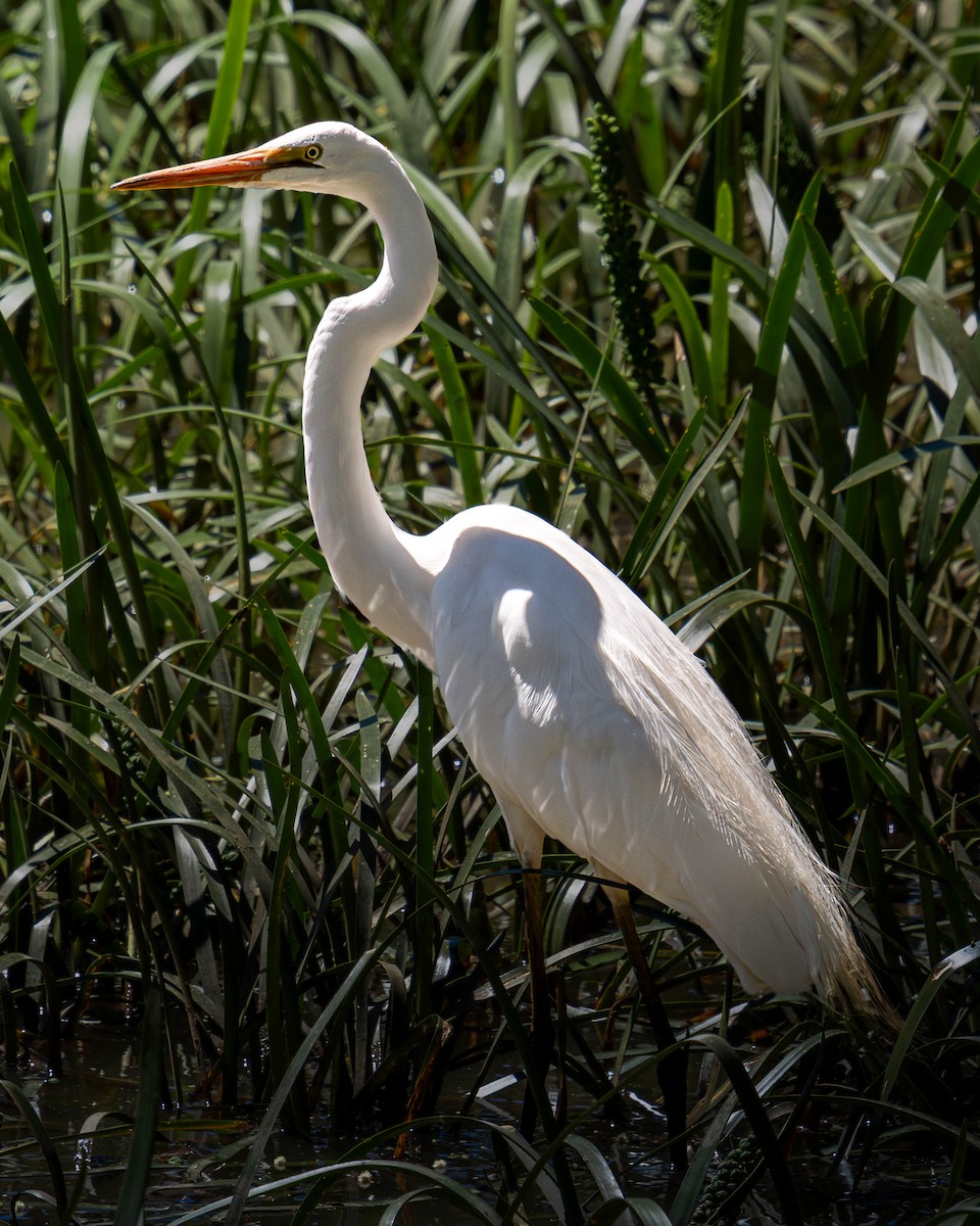 Koartza zuria - ML645641316