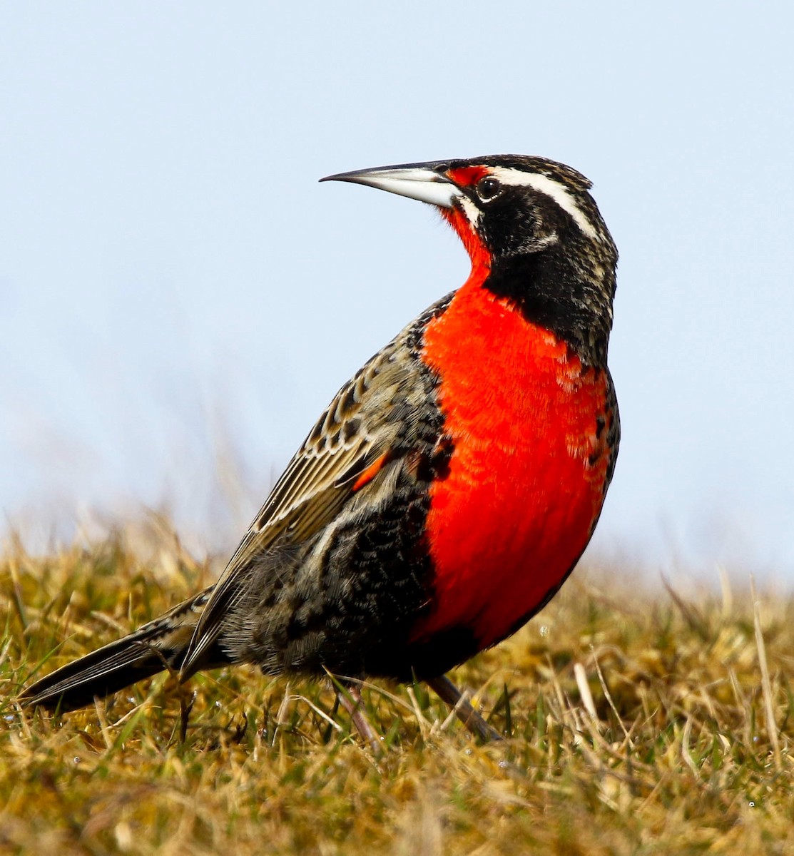 Long-tailed Meadowlark - ML645641317