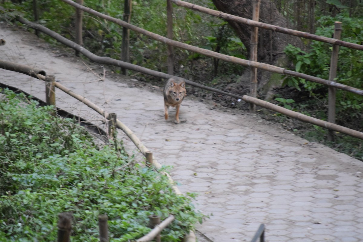 Golden Jackal - ML645641318