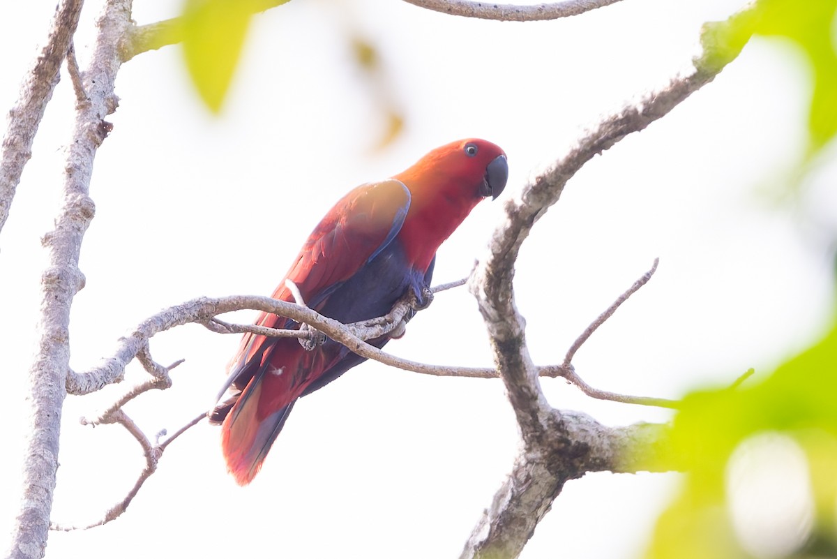 Papua Eklektus Papağanı - ML645641338