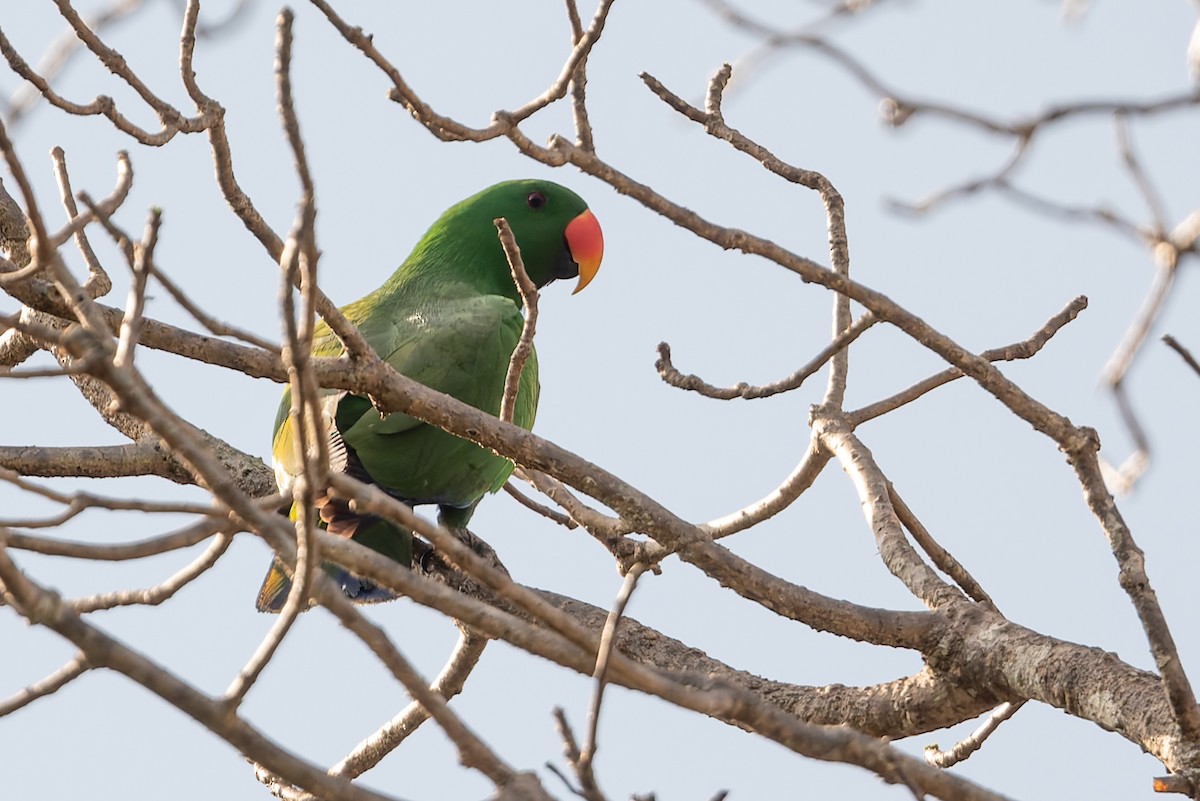 Papua Eklektus Papağanı - ML645641339