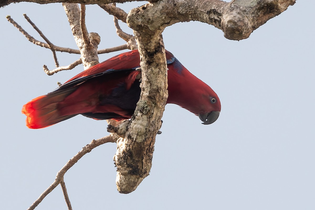 Papua Eklektus Papağanı - ML645641340