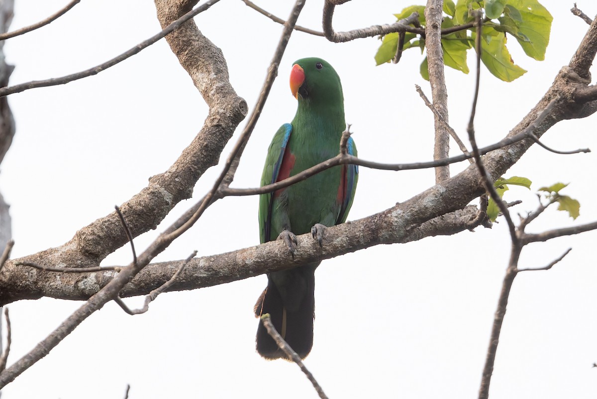 Papua Eklektus Papağanı - ML645641342