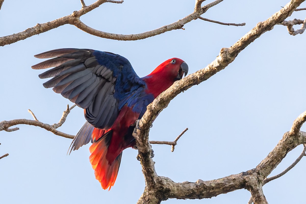 Papua Eklektus Papağanı - ML645641343