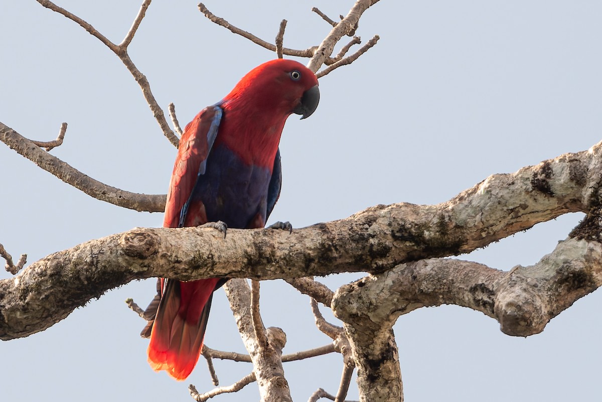 Papua Eklektus Papağanı - ML645641344