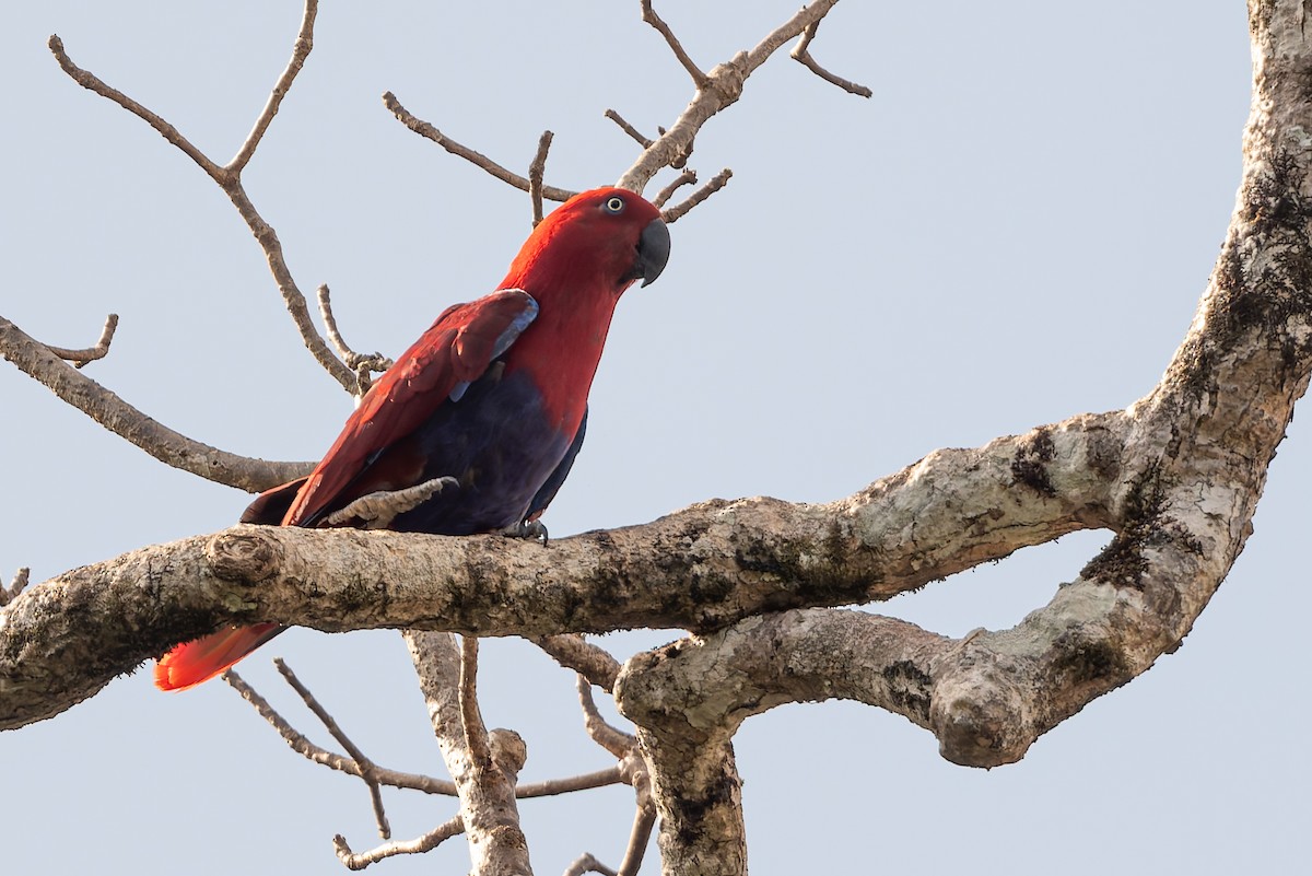 Papua Eklektus Papağanı - ML645641345