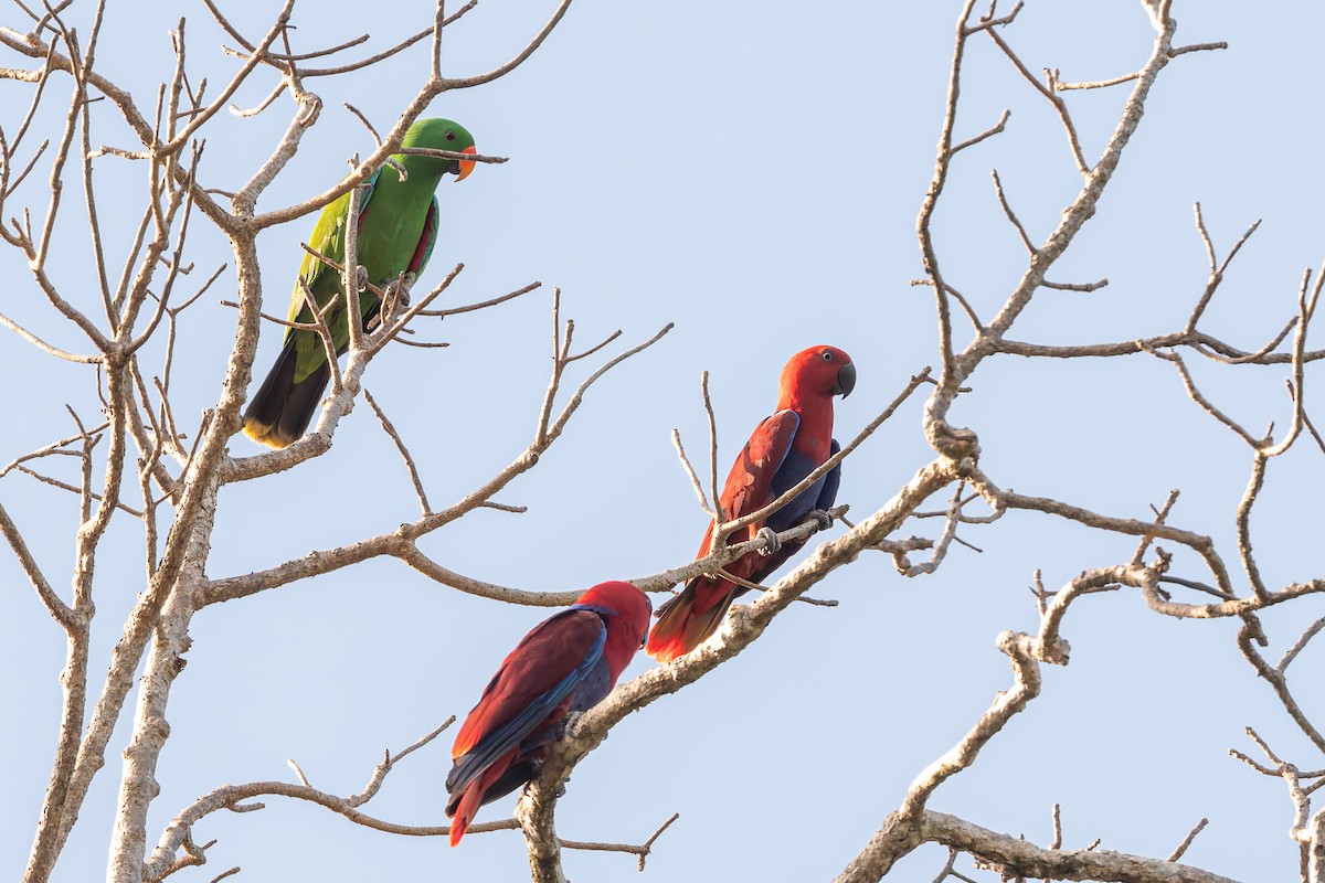 Papua Eklektus Papağanı - ML645641346