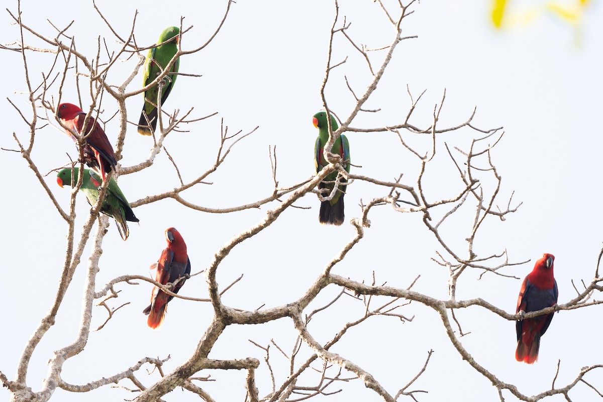 Papua Eklektus Papağanı - ML645641347