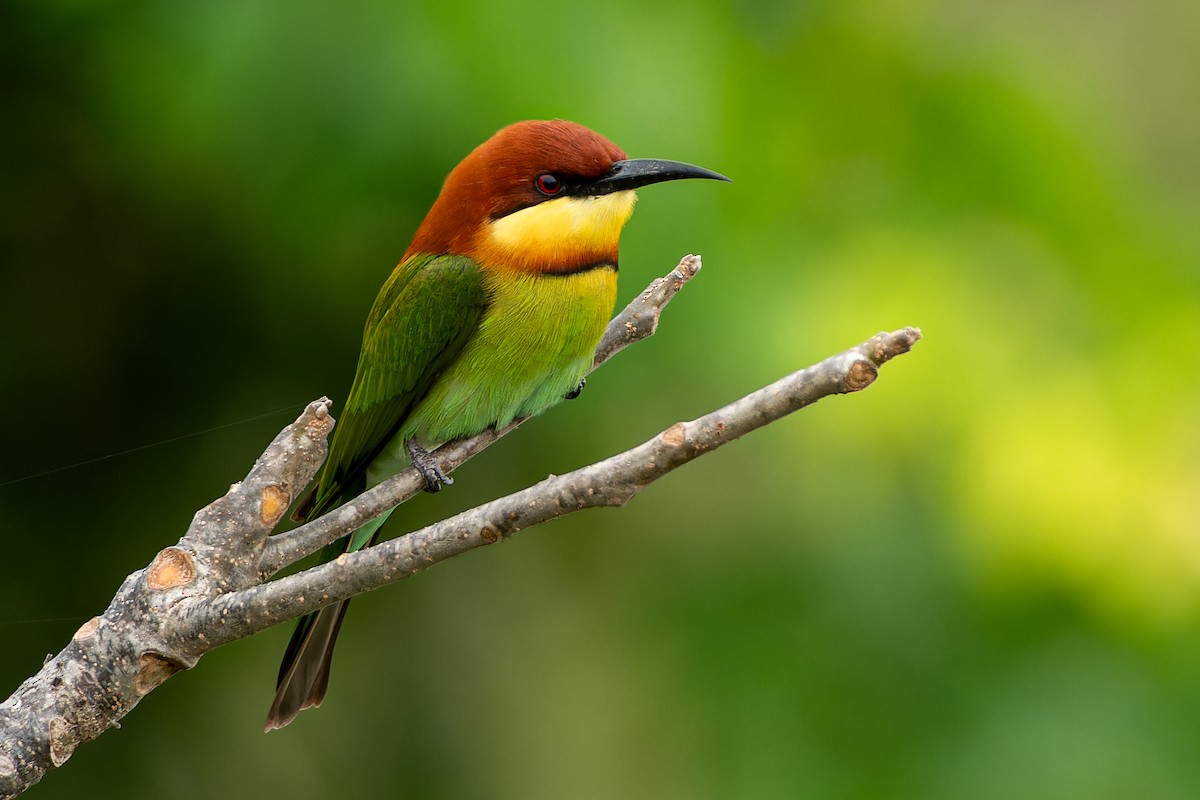 Chestnut-headed Bee-eater - ML645641350