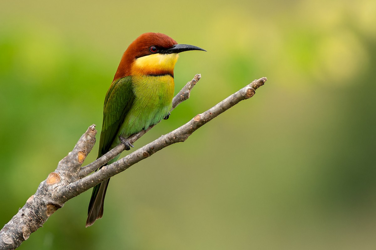 Chestnut-headed Bee-eater - ML645641351
