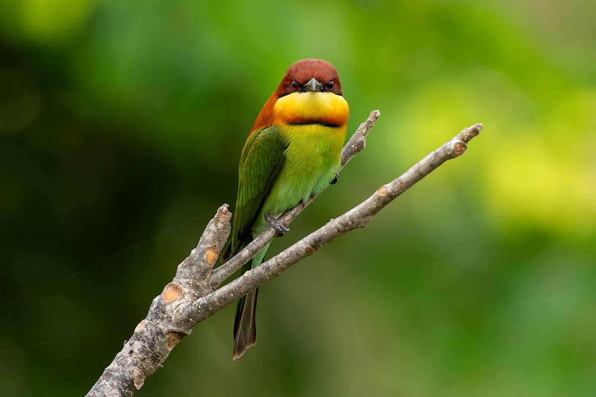 Chestnut-headed Bee-eater - ML645641352