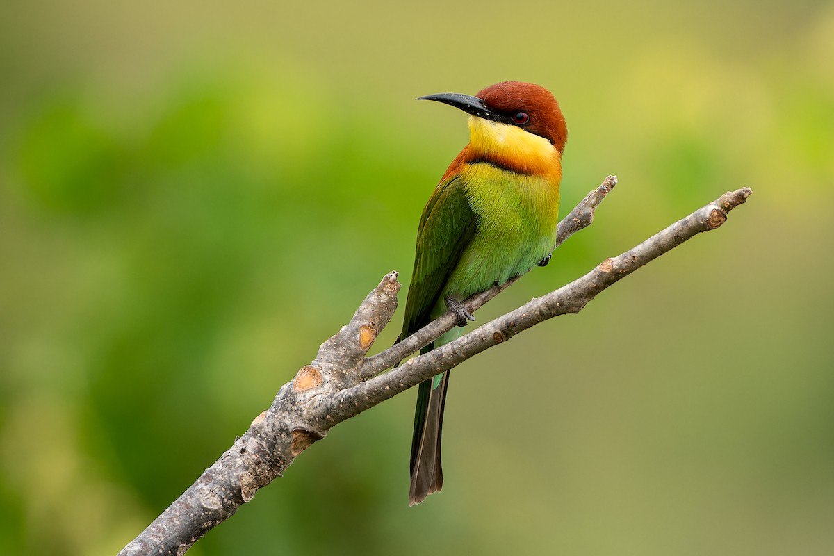Chestnut-headed Bee-eater - ML645641353