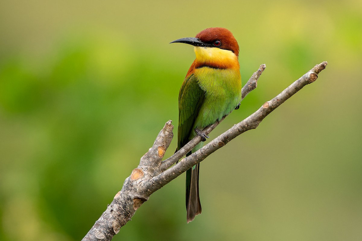 Chestnut-headed Bee-eater - ML645641354