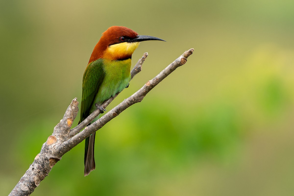 Chestnut-headed Bee-eater - ML645641355