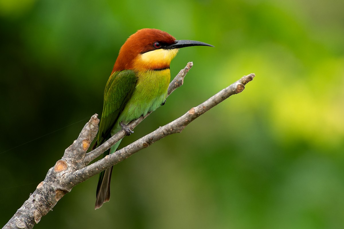 Chestnut-headed Bee-eater - ML645641356