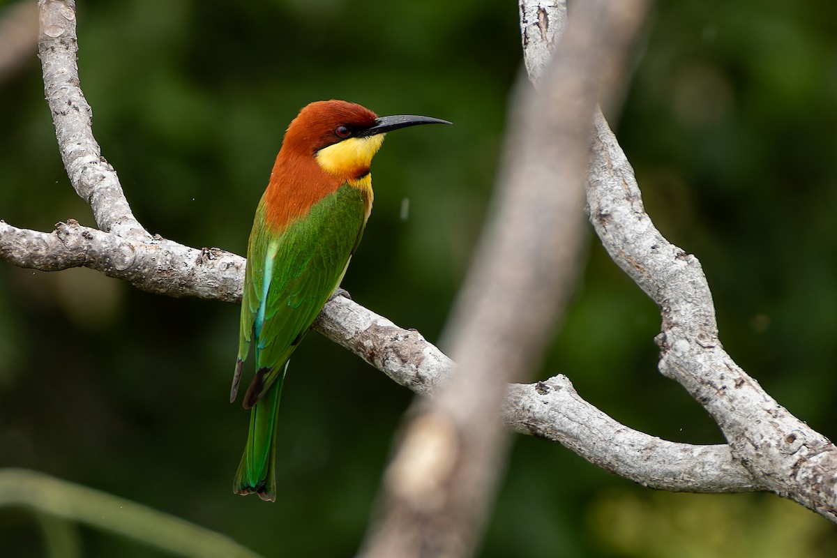 Chestnut-headed Bee-eater - ML645641358