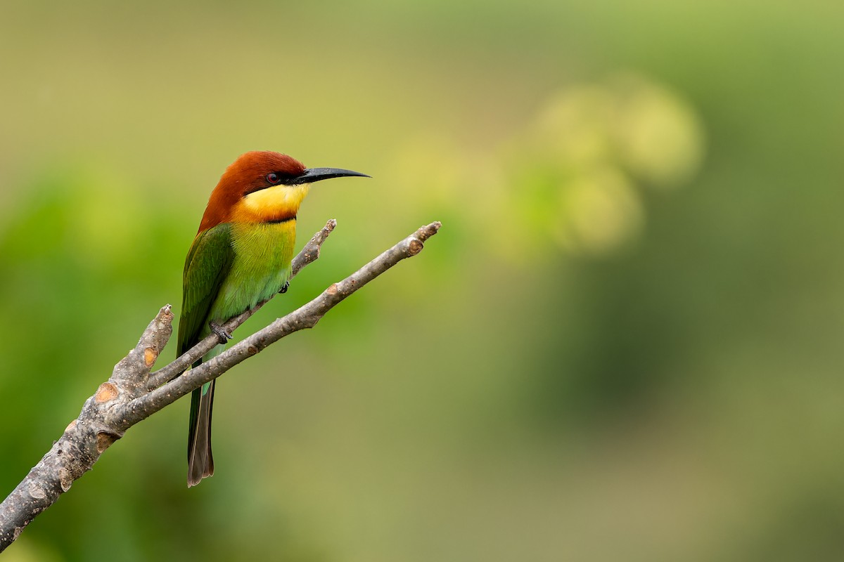 Chestnut-headed Bee-eater - ML645641359