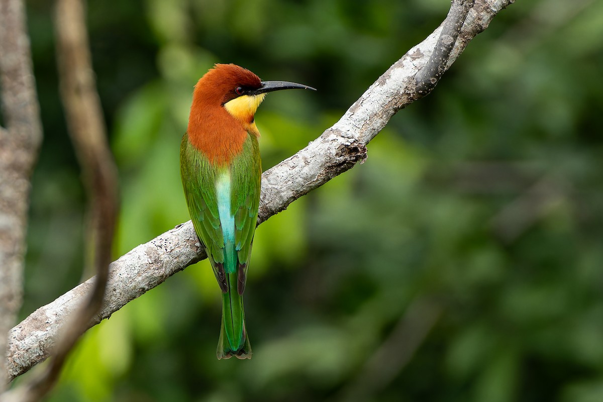 Chestnut-headed Bee-eater - ML645641360