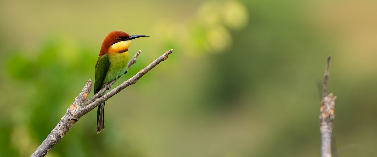 Chestnut-headed Bee-eater - ML645641361