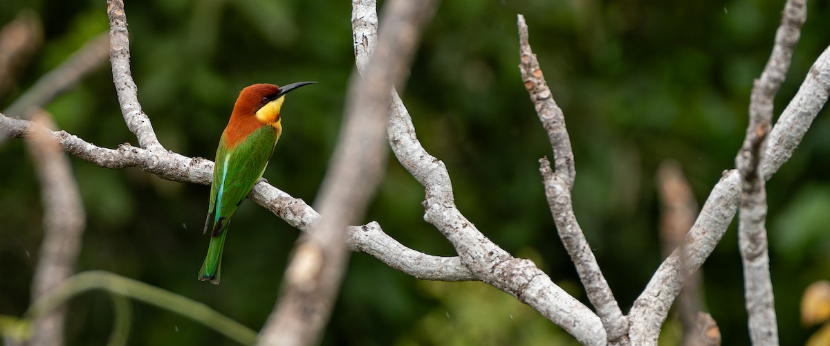 Chestnut-headed Bee-eater - ML645641362