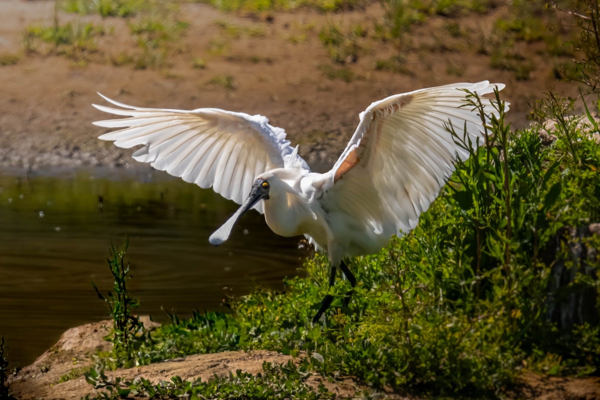 Kara Yüzlü Kaşıkçı - ML645641367