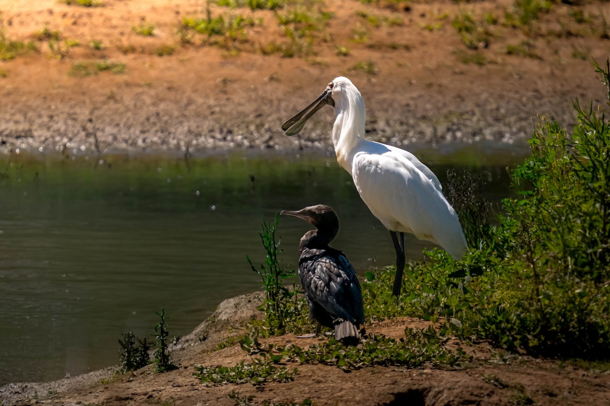 Kara Yüzlü Kaşıkçı - ML645641368