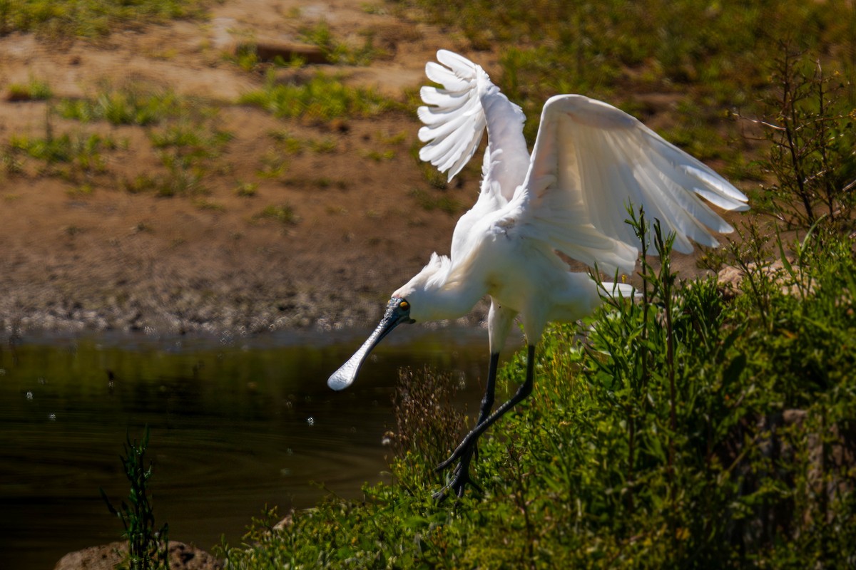 Kara Yüzlü Kaşıkçı - ML645641369