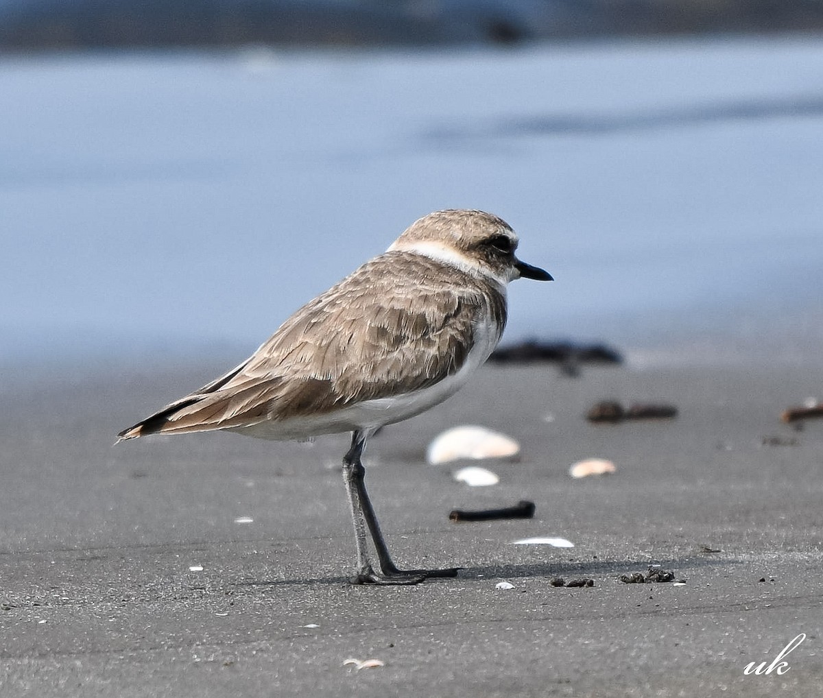 Akça Cılıbıt - ML645641370