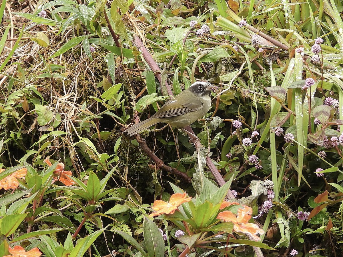 Kara Yanaklı Ötleğen - ML645641371