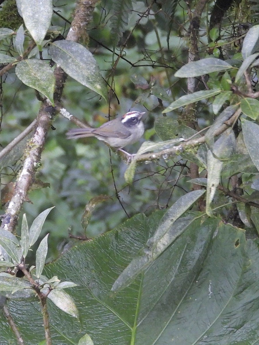 Kara Yanaklı Ötleğen - ML645641372