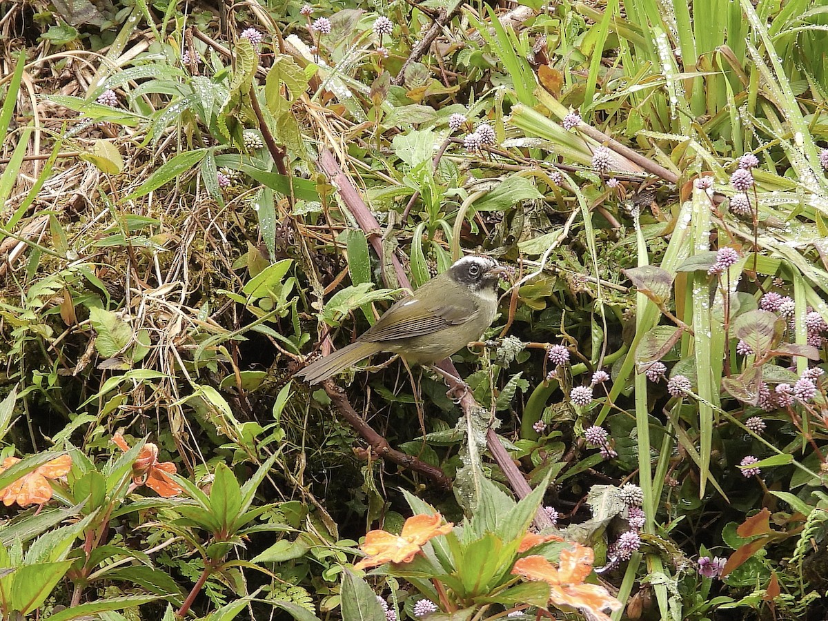 Kara Yanaklı Ötleğen - ML645641373